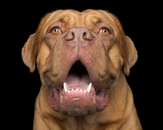 Illustration de l'article : 17 photos de chiens dont les sourires et la bonne humeur sont fortement contagieux