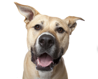 Illustration de l'article : 17 photos de chiens dont les sourires et la bonne humeur sont fortement contagieux