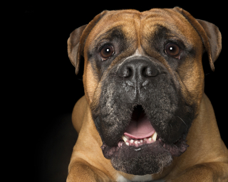 Illustration de l'article : 17 photos de chiens dont les sourires et la bonne humeur sont fortement contagieux