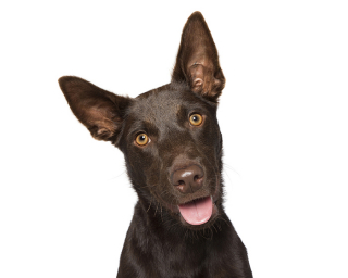 Illustration de l'article : 17 photos de chiens dont les sourires et la bonne humeur sont fortement contagieux