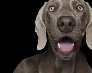 Illustration de l'article : 17 photos de chiens dont les sourires et la bonne humeur sont fortement contagieux