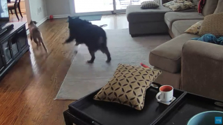 Illustration de l'article : Inquiets de laisser leur chiot seul avec leur chien, un couple les surveille avec une caméra et sont surpris par ce qu’ils découvrent !