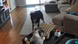 Illustration de l'article : Inquiets de laisser leur chiot seul avec leur chien, un couple les surveille avec une caméra et sont surpris par ce qu’ils découvrent !