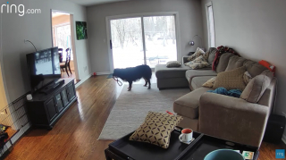 Illustration de l'article : Inquiets de laisser leur chiot seul avec leur chien, un couple les surveille avec une caméra et sont surpris par ce qu’ils découvrent !