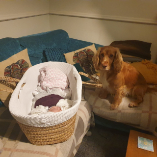 Illustration de l'article : Une petite fille apprend à marcher grâce à l’aide de son meilleur ami canin