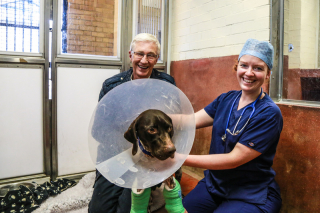 Illustration de l'article : Un chien handicapé apprend à marcher grâce au soutien de ses sauveteurs (vidéo)
