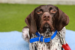 Illustration de l'article : Un chien handicapé apprend à marcher grâce au soutien de ses sauveteurs (vidéo)