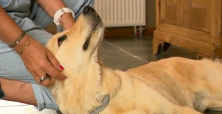 Illustration de l'article : Un chiot d&eacute;chire plus de 1000 euros de billets pendant l&rsquo;absence de son ma&icirc;tre