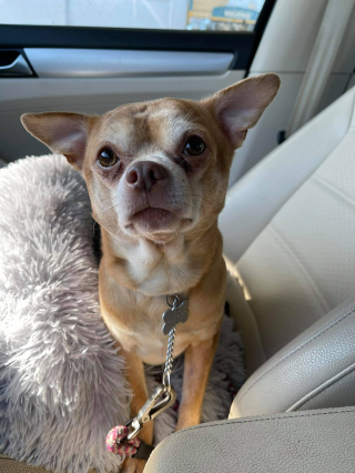 Illustration de l'article : Un Chihuahua comparé à une créature démoniaque fait le bonheur de sa nouvelle propriétaire (vidéo)