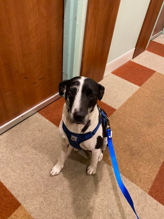 Illustration de l'article : Ils partaient simplement pour un week-end en amoureux, mais rentrent avec un chien