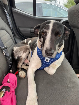 Illustration de l'article : Ils partaient simplement pour un week-end en amoureux, mais rentrent avec un chien