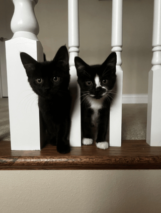 Illustration de l'article : 12 photos touchantes illustrant la belle complicité qui peut exister entre animaux frères et sœurs