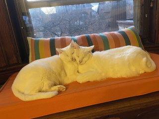 Illustration de l'article : 12 photos touchantes illustrant la belle complicité qui peut exister entre animaux frères et sœurs