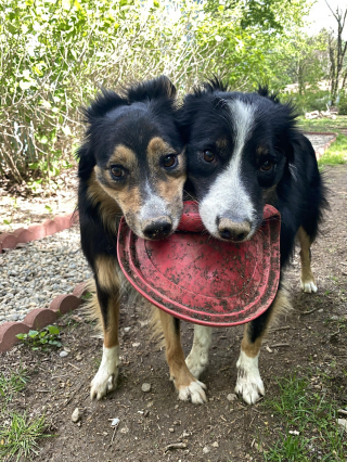 Illustration de l'article : 12 photos touchantes illustrant la belle complicité qui peut exister entre animaux frères et sœurs