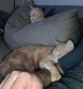 Illustration de l'article : 14 superbes photos d'amitiés naissantes entre des animaux et leurs nouveaux propriétaires