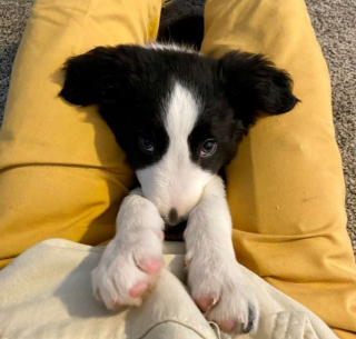 Illustration de l'article : 14 superbes photos d'amitiés naissantes entre des animaux et leurs nouveaux propriétaires