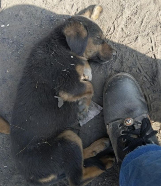 Illustration de l'article : 14 superbes photos d'amitiés naissantes entre des animaux et leurs nouveaux propriétaires