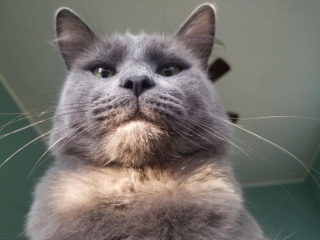 Illustration de l'article : 14 superbes photos d'amitiés naissantes entre des animaux et leurs nouveaux propriétaires