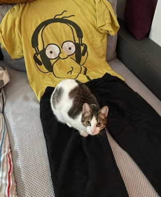 Illustration de l'article : 14 superbes photos d'amitiés naissantes entre des animaux et leurs nouveaux propriétaires