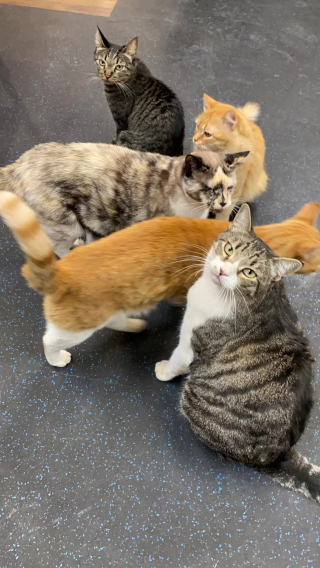 Illustration de l'article : Cette chatte vit et travaille à la clinique vétérinaire où sa mission consiste à réconforter les animaux malades