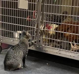 Illustration de l'article : Cette chatte vit et travaille à la clinique vétérinaire où sa mission consiste à réconforter les animaux malades