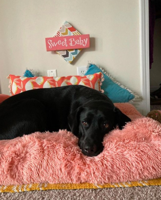 Illustration de l'article : Une femme fait une découverte surprenante sur sa chienne grâce à une caméra (vidéo)