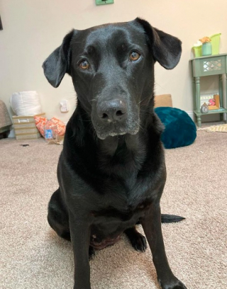 Illustration de l'article : Une femme fait une découverte surprenante sur sa chienne grâce à une caméra (vidéo)