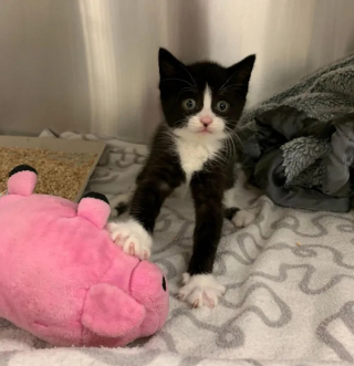 Illustration de l'article : Ce chaton atteint d’une maladie neurologique croque la vie à pleines dents (vidéo)