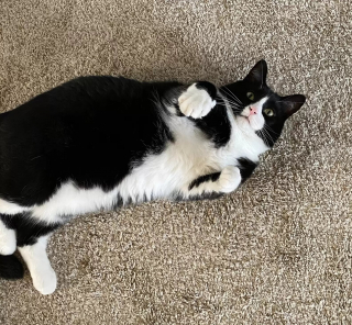 Illustration de l'article : Ce chat accompagne tous les matins sa sœur humaine vers le bus scolaire (vidéo)