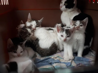 Illustration de l'article : 2 sœurs félines élèvent ensemble leurs 8 chatons et attendent leur famille pour la vie (vidéo)