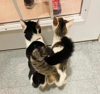 Illustration de l'article : 2 sœurs félines élèvent ensemble leurs 8 chatons et attendent leur famille pour la vie (vidéo)