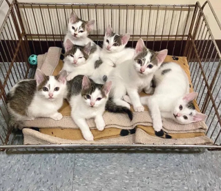 Illustration de l'article : 2 sœurs félines élèvent ensemble leurs 8 chatons et attendent leur famille pour la vie (vidéo)