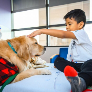 Illustration de l'article : 10 photos de chiens rendant visite aux enfants hospitalisés à Noël et qui font chaud au cœur