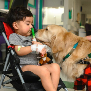 Illustration de l'article : 10 photos de chiens rendant visite aux enfants hospitalisés à Noël et qui font chaud au cœur