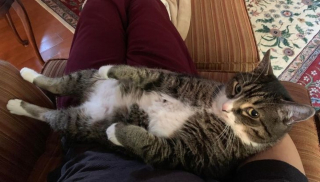 Illustration de l'article : 17 photos déroutantes de chats démontrant que leur excentricité n'a pas de limite