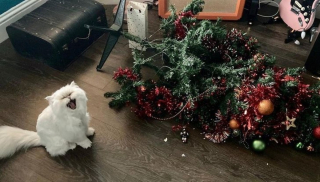 Illustration de l'article : 17 photos déroutantes de chats démontrant que leur excentricité n'a pas de limite