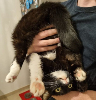 Illustration de l'article : 17 photos déroutantes de chats démontrant que leur excentricité n'a pas de limite