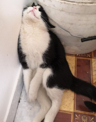 Illustration de l'article : 17 photos déroutantes de chats démontrant que leur excentricité n'a pas de limite