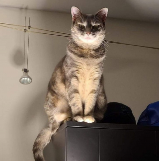 Illustration de l'article : 17 photos déroutantes de chats démontrant que leur excentricité n'a pas de limite