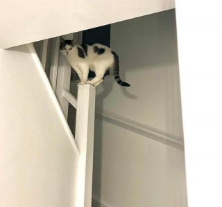 Illustration de l'article : 17 photos déroutantes de chats démontrant que leur excentricité n'a pas de limite