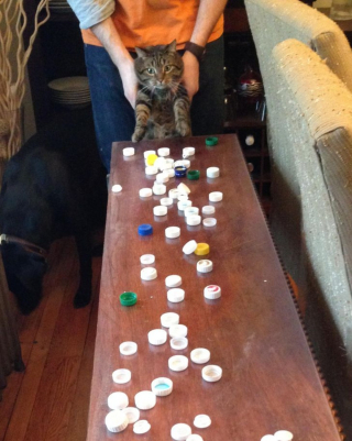 Illustration de l'article : 17 photos déroutantes de chats démontrant que leur excentricité n'a pas de limite