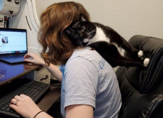 Illustration de l'article : 17 photos déroutantes de chats démontrant que leur excentricité n'a pas de limite