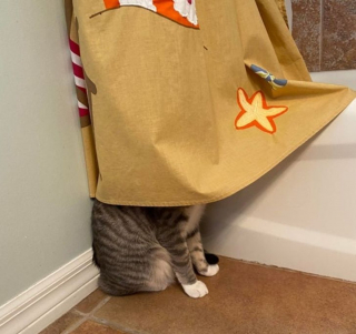 Illustration de l'article : 17 photos déroutantes de chats démontrant que leur excentricité n'a pas de limite