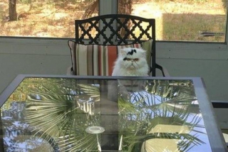 Illustration de l'article : 17 photos déroutantes de chats démontrant que leur excentricité n'a pas de limite