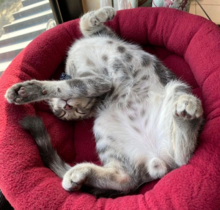 Illustration de l'article : 17 photos déroutantes de chats démontrant que leur excentricité n'a pas de limite