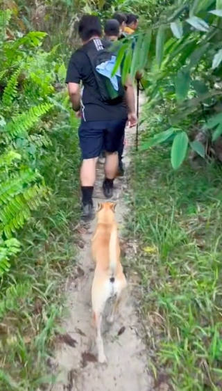 Illustration de l'article : Un chien errant se joint à un groupe de randonneurs et émeut les internautes (vidéo)