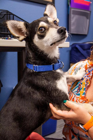 Illustration de l'article : Atteint d’un cancer, un Chihuahua plein de courage suscite l’admiration