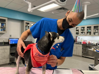 Illustration de l'article : Atteint d’un cancer, un Chihuahua plein de courage suscite l’admiration