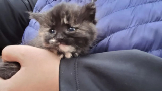 Illustration de l'article : Un chaton en détresse est retrouvé par des randonneurs dans les bois (vidéo)