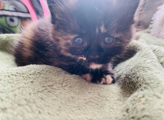 Illustration de l'article : Un chaton en détresse est retrouvé par des randonneurs dans les bois (vidéo)